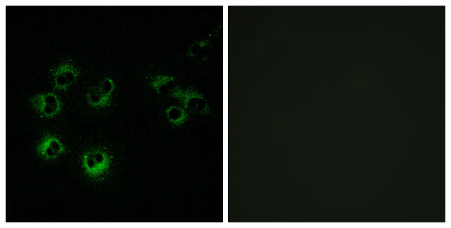 FFAR3 / GPR41 Antibody (aa12-61)