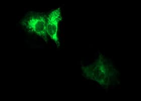 ADAMTS8 Antibody (clone OTI2H5, Carrier-free)