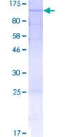 Human PCDHB6 Protein (Recombinant GST)