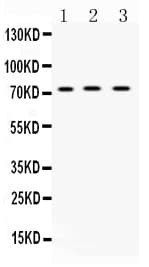 ABCG8 Antibody