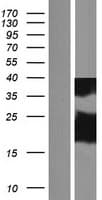 Human DYDC2 Protein (Over-Expression Lysate Myc-DDK (Flag))