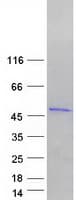 Human METTL8 Protein (Recombinant Myc-DDK (Flag))