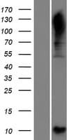 C4orf48 Protein (Over-Expression Lysate Myc-DDK (Flag))