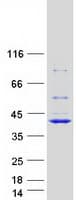 Human RFC4 Protein (Recombinant Myc-DDK (Flag))