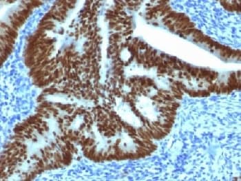 CDX2 Antibody (clone CDX2/1690, Azide-free, BSA-free)