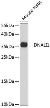 DNALI1 Antibody