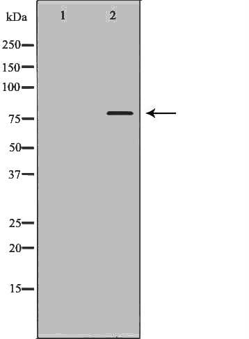 TAP2 Antibody
