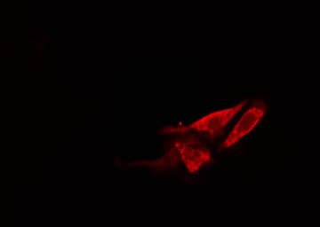 HSD17B11 Antibody