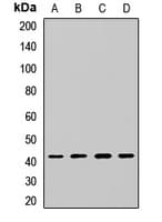 DRG1 / NEDD3 Antibody