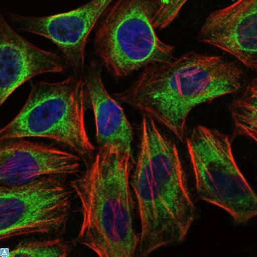 c-CBL Antibody