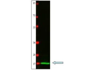 Polyclonal Rabbit anti-Cat IL2 Antibody (Lyophilized, WB)