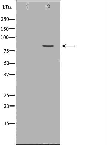 PRPF3 Antibody