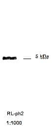 Monoclonal Mouse anti-M13 Bacteriophage M13 Bacteriophage gp8 Antibody (clone LRL-ph2, IHC, WB)