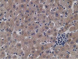 KCTD14 Antibody (clone OTI1D11)