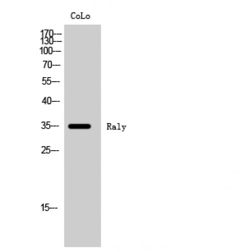 RALY Antibody (40-120 aa, Internal)