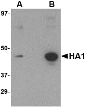 Monoclonal Mouse anti-Virus Influenza A Virus Hemagglutinin Antibody (clone 1E6A7, WB)