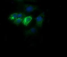 Monoclonal Mouse anti-Human COX6C Antibody (clone OTI4B11, Carrier-free, IHC, IF, WB)