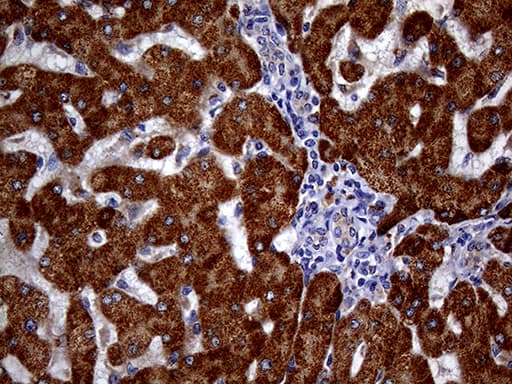 p16INK4a / CDKN2A Antibody (clone OTI5H8)