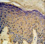 HAUS4 Antibody (aa288-316)