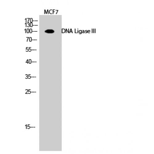 LIG3 / DNA Ligase III Antibody (110-190 aa, Internal)