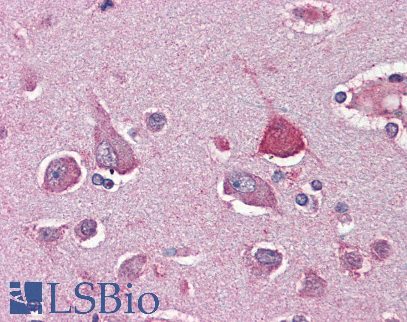 IHC-plus™ SIM1 Antibody