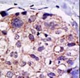 USP2 Antibody (aa508-538)
