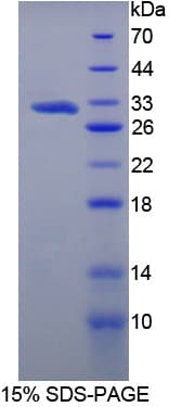 Rat C13orf39 Protein (Recombinant His-T7)