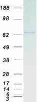 Human CDT1 Protein (Recombinant Myc-DDK (Flag))