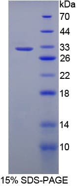Rat LRRC32 Protein (Recombinant His-T7)