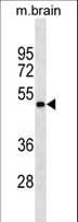 GNAS Antibody (aa287-315)