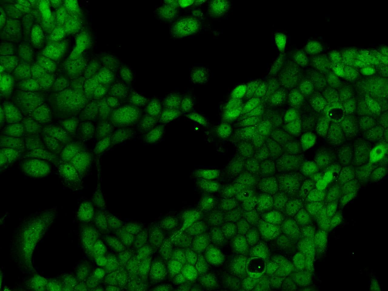 Polyclonal Rabbit anti-Human LMBRD2 Antibody (IHC, IF)