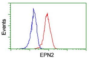 EPN2 Antibody (clone OTI1G3, Carrier-free)