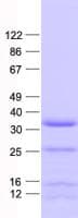Human THAP8 Protein (Recombinant His, N-Terminal)