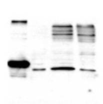 Polyclonal Rabbit anti-Human DIABLO / SMAC Antibody (WB)