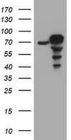 CCDC93 Antibody (clone OTI1A10)