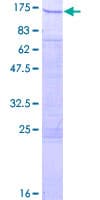 Human SMARCAL1 Protein (Recombinant GST)