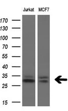 TGIF1 Antibody (clone OTI1B12, Carrier-free)
