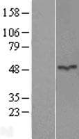 ASB6 Protein (Over-Expression Lysate Myc-DDK (Flag))