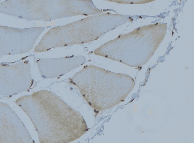 Polyclonal Rabbit anti-Human AOX1 / Aldehyde Oxidase Antibody (IHC, IF, WB)