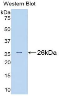 BID Antibody (aa1-196)