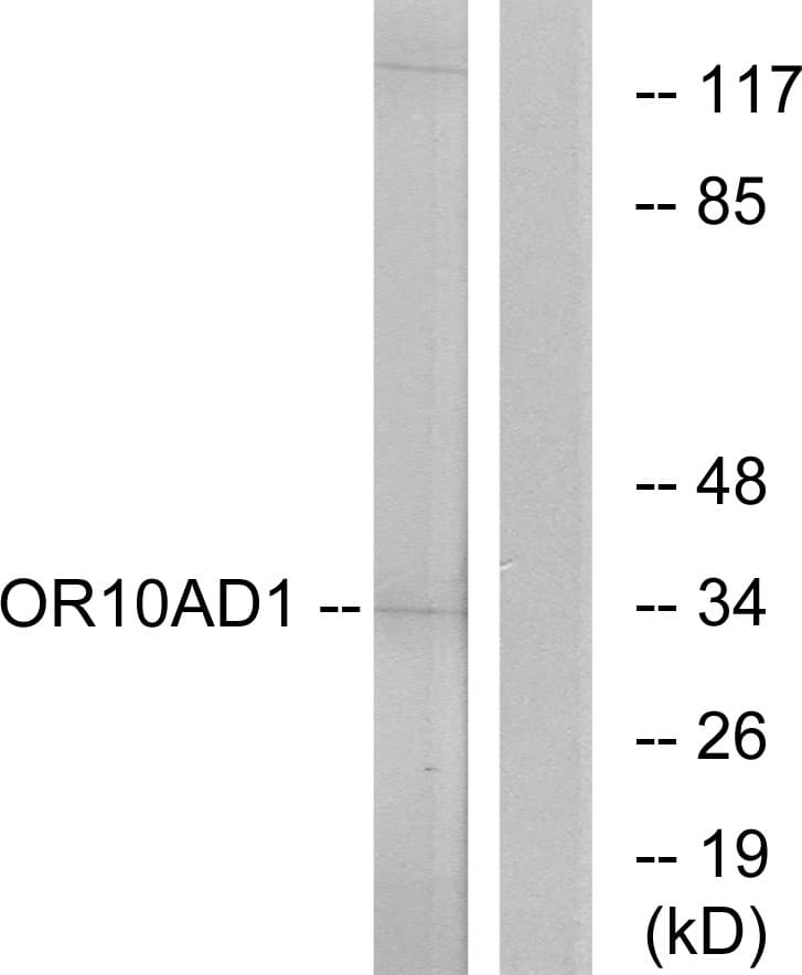 OR10AD1 Antibody (aa141-190)