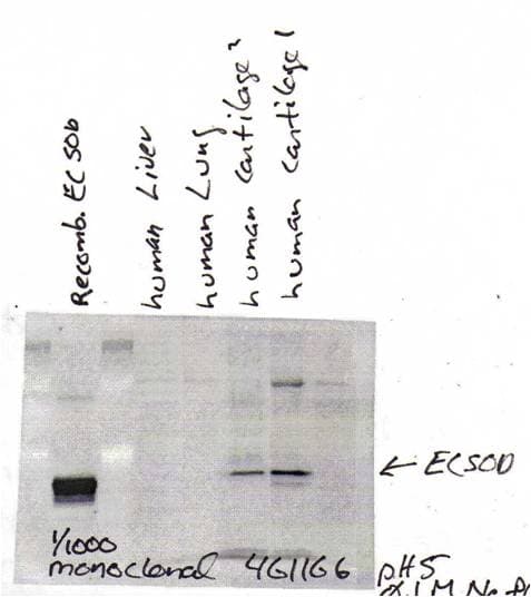 SOD3 Antibody (clone 4GG11G6)