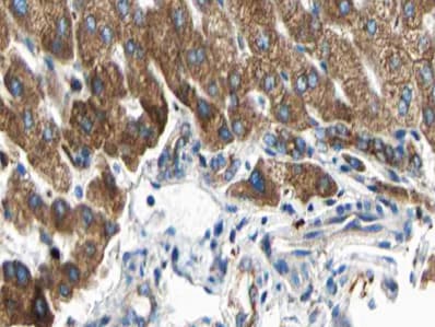 ARMCX3 Antibody