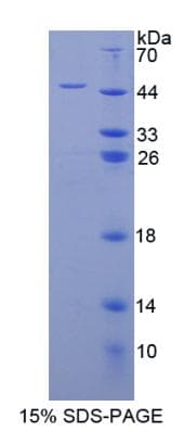 Human H2AFX / H2AX Protein (Recombinant His-GST)