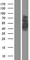 CRTC3 Protein (Over-Expression Lysate Myc-DDK (Flag))