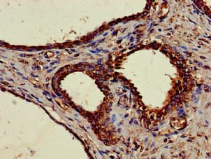 NUCB2 / Nucleobindin 2 Antibody