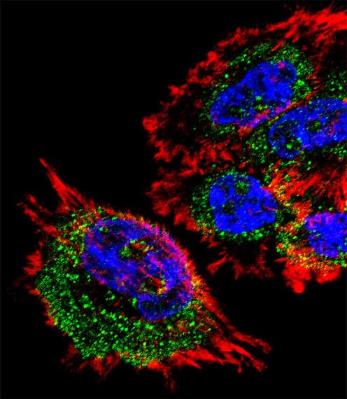 MRPL28 Antibody (aa28-55)
