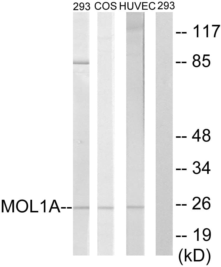IHC-plus™ MOB1B / MOBKL1A Antibody (aa101-150)