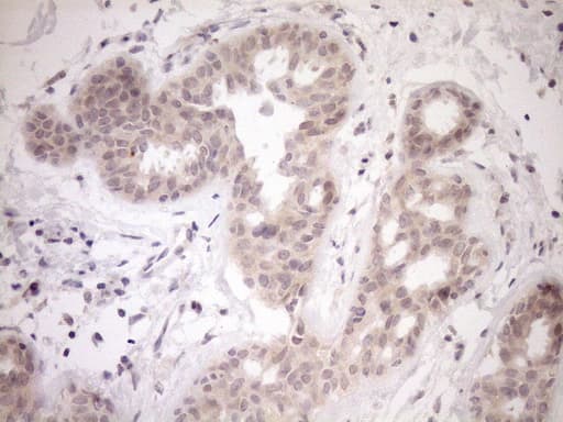 PARG Antibody (aa1-367, clone OTI6F4)