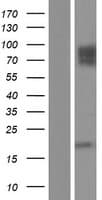 MCAM / CD146 Protein (Over-Expression Lysate Myc-DDK (Flag))